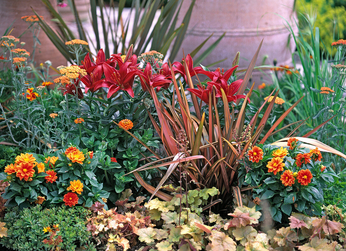 Lilium 'Red Dwarf' (Lily)