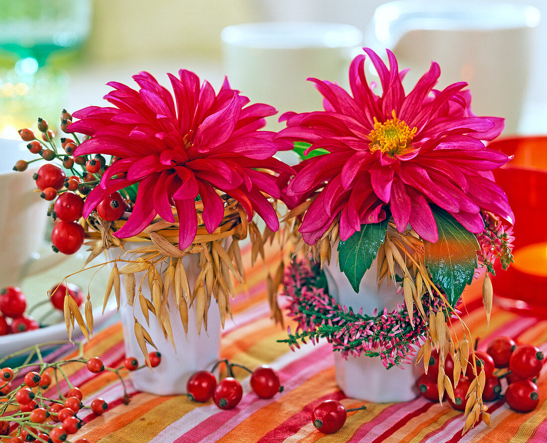 Dahlia (pinke Dahlie)