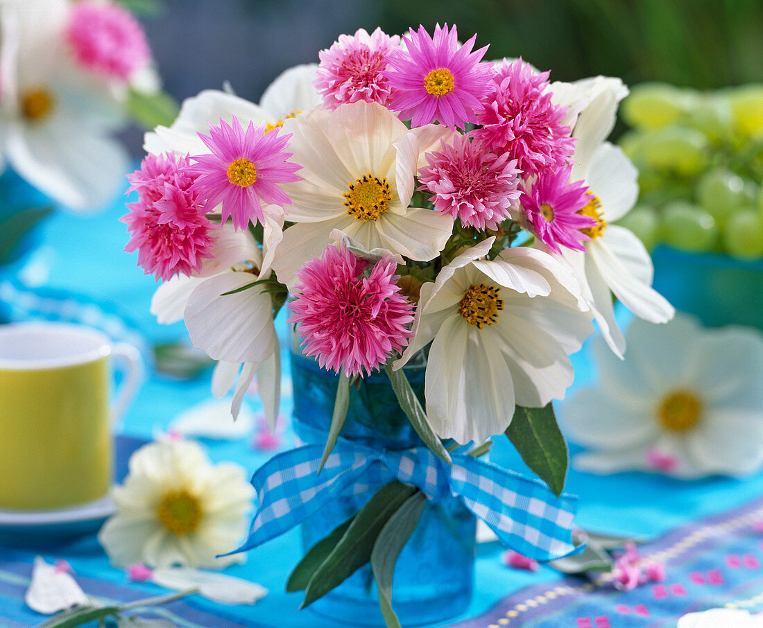 Cosmos (garden cosmos)