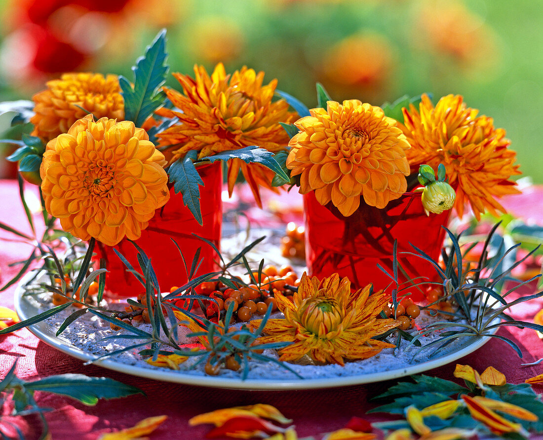 Dahlia (orange Dahlie) in roten Gläsern