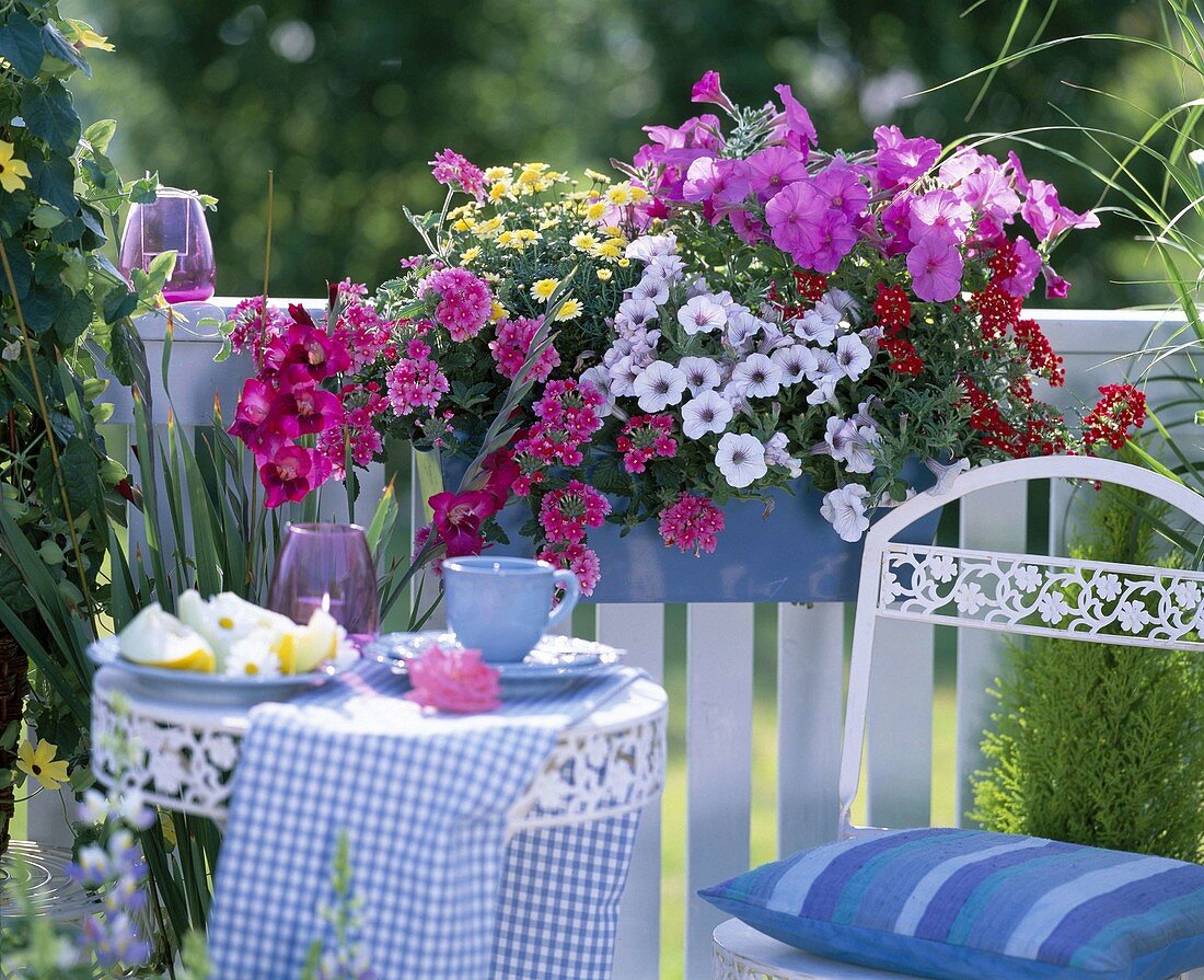 Petunia ' Supertunia Lavender Pink ' ' Conchita Blueberry Frost ' (Petunie)