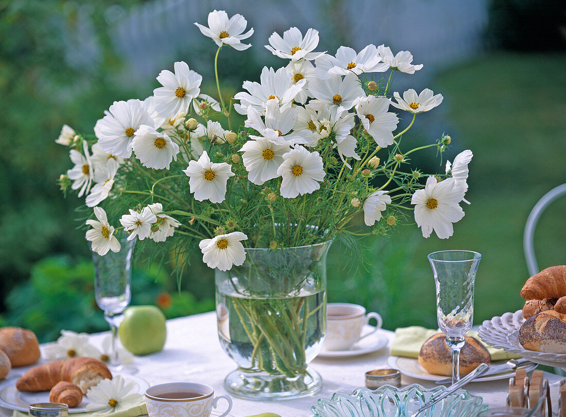 Cosmos ' Sonata White ' (Schmuckkörbchen)