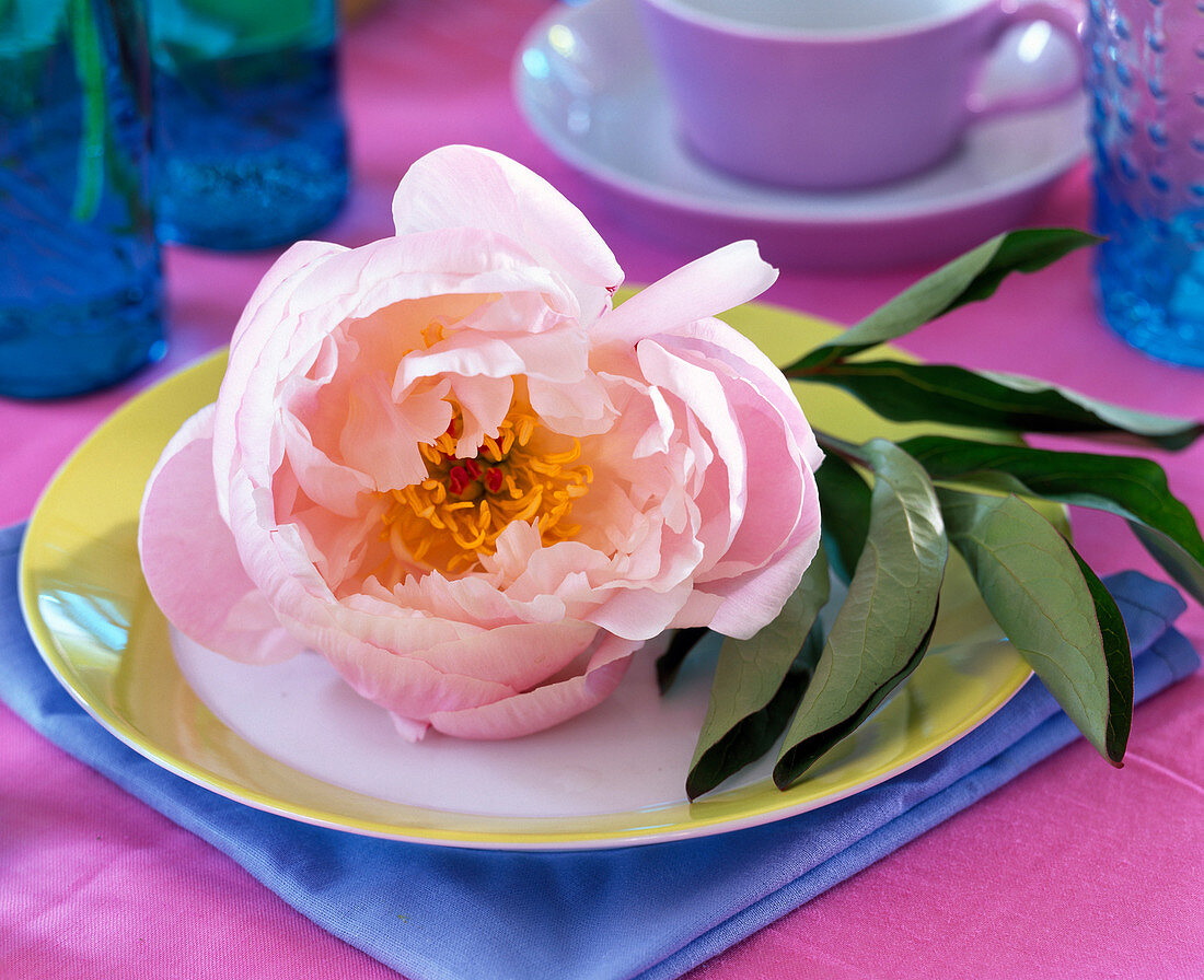 Plate with peony flower
