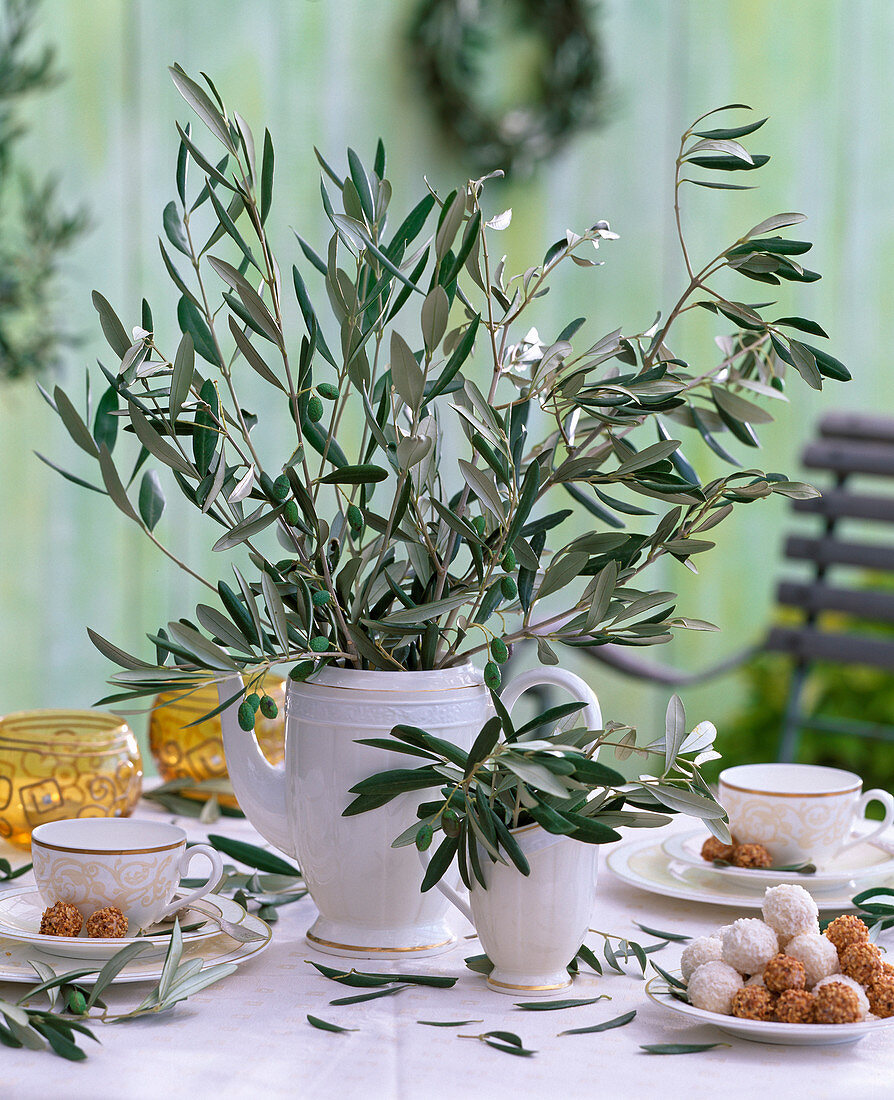 Olea (Olive) branches in coffee and milk jug