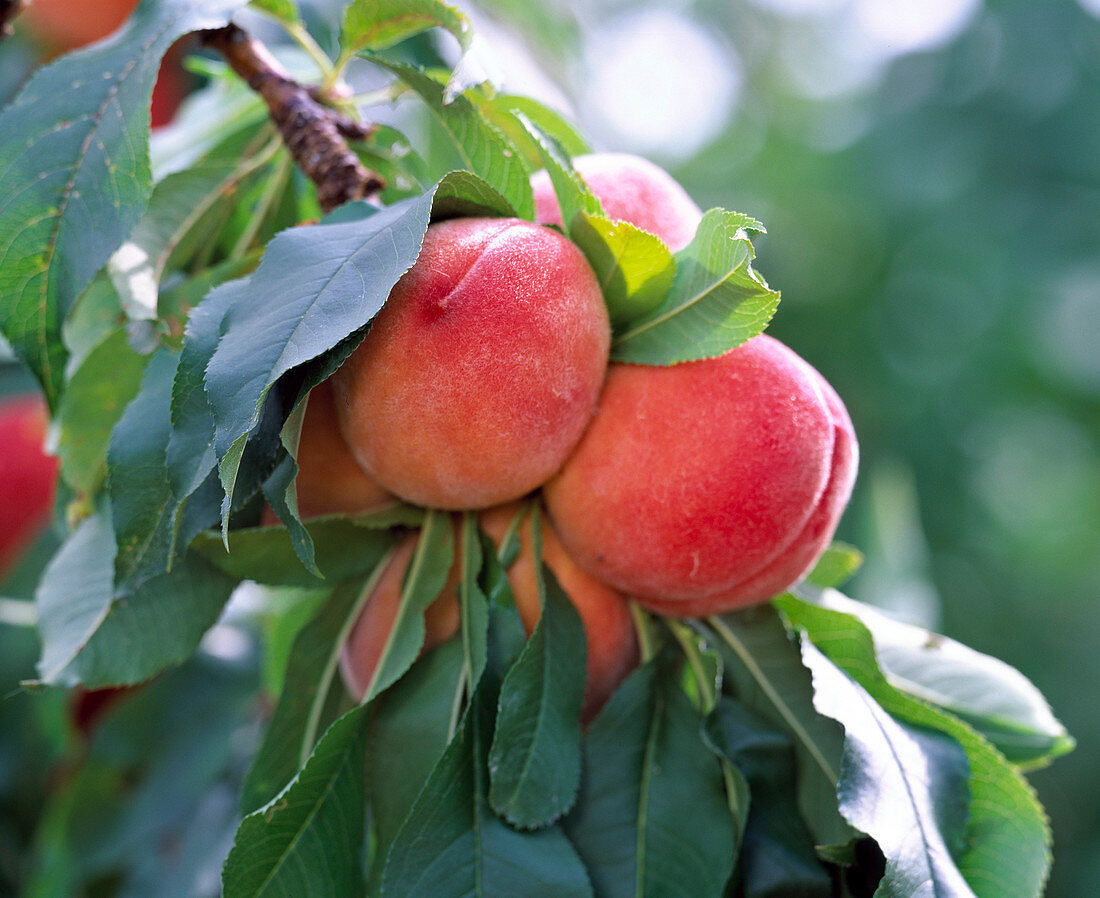 Prunus 'Amber var. Pixzee' (Dwarf peach)