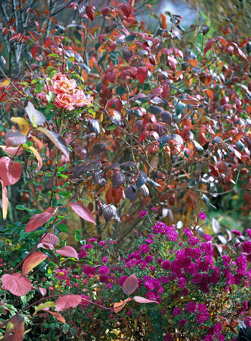 Viburnum burkwoodii (Schneeball)