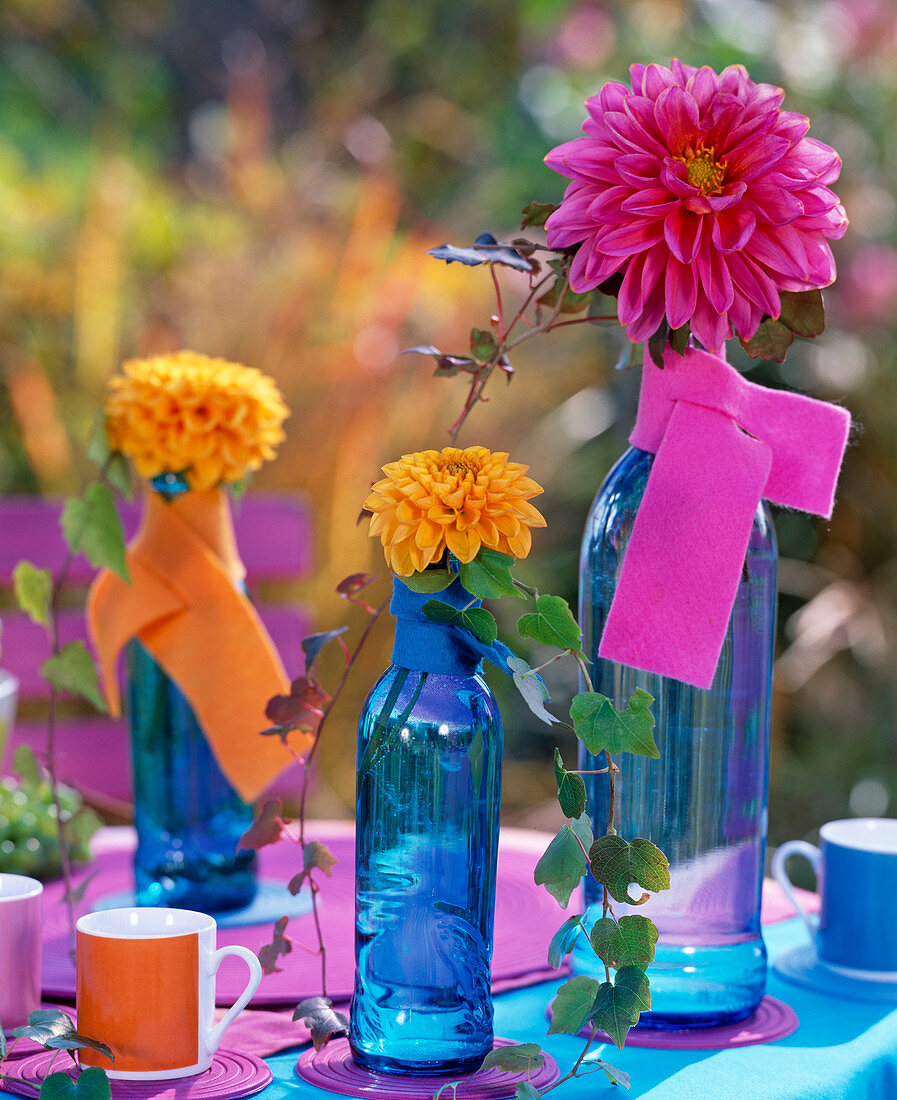 Dahlia (pinke und orange Dahlie)