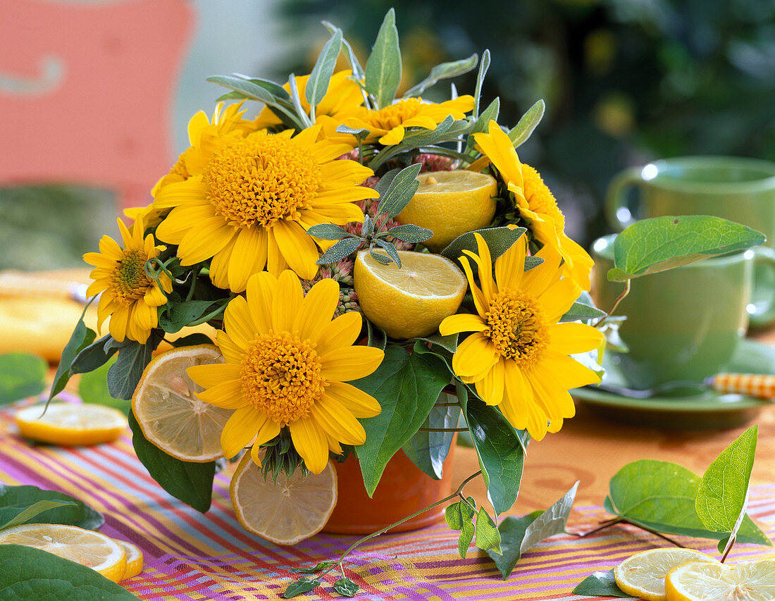 Helianthus 'Capenoch Star' (Sunflower)