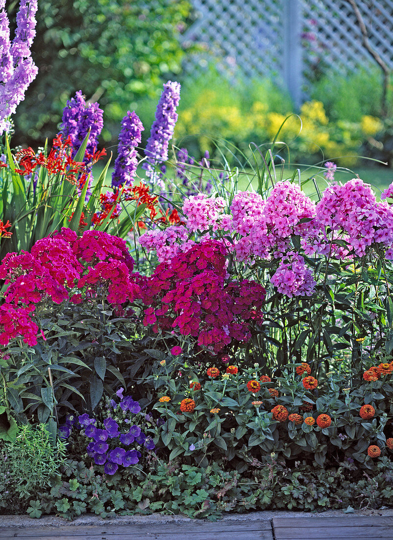 Phlox (flame flower), Delphinium (delphinium)