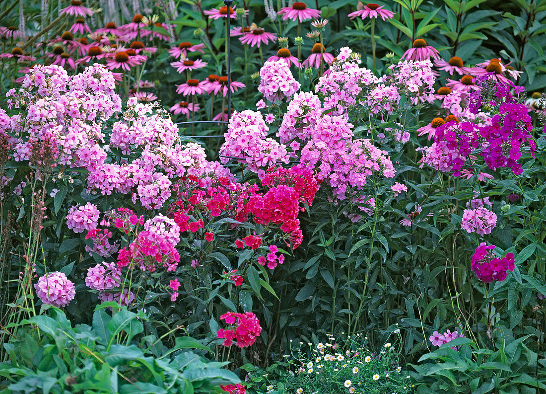 Phlox paniculata (Phlox)