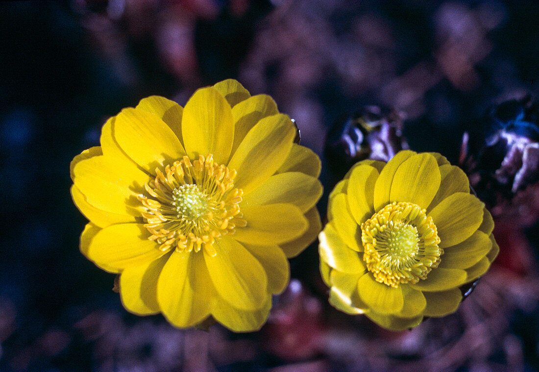 Adonis amurensis (Adonis rose)