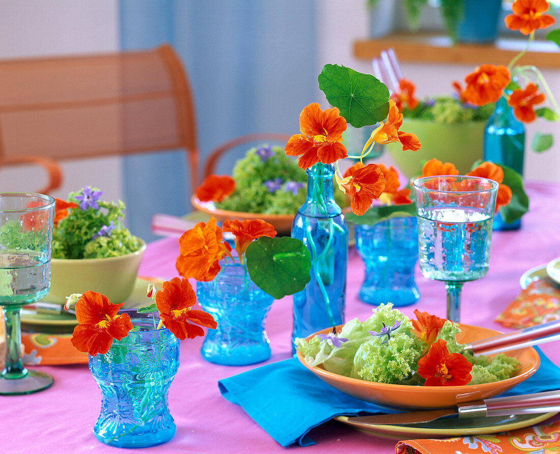 Tropaeolum (Nasturtium)