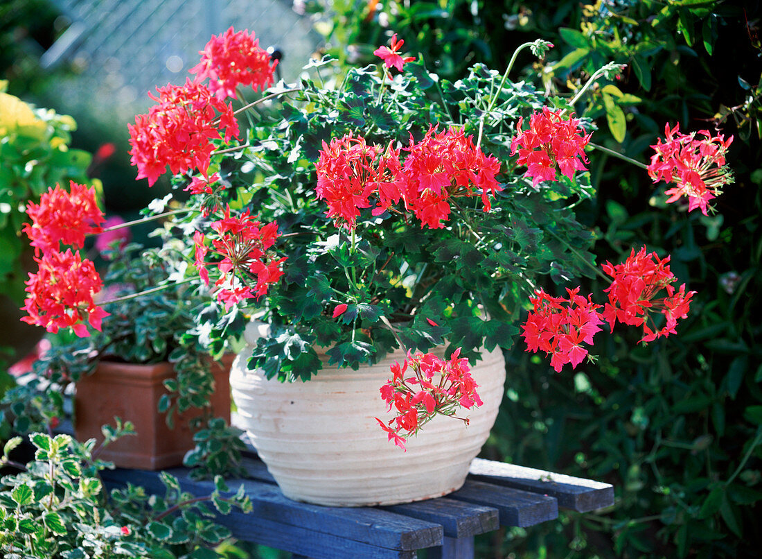 Pelargonium Summer Twist 'Salmon Pink' (stellar geranium)