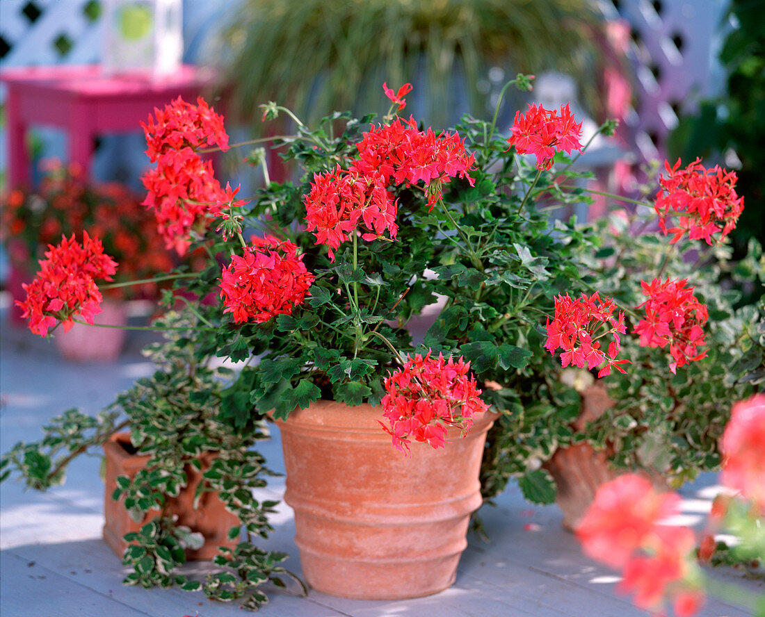 Pelargonium Summer Twist 'Salmon Pink' (Stellar geranium)