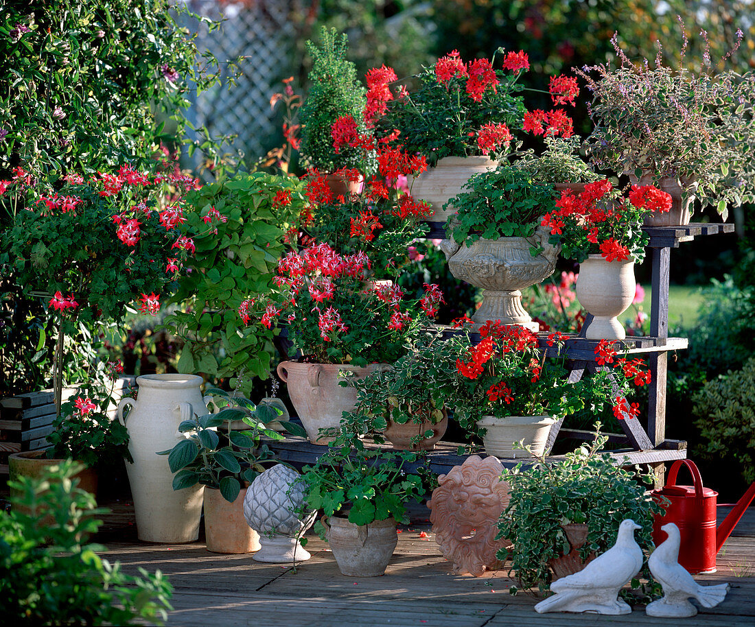 Pelargonium 'Summer Twist', 'Salmon Pink', 'Red', 'Red-White'