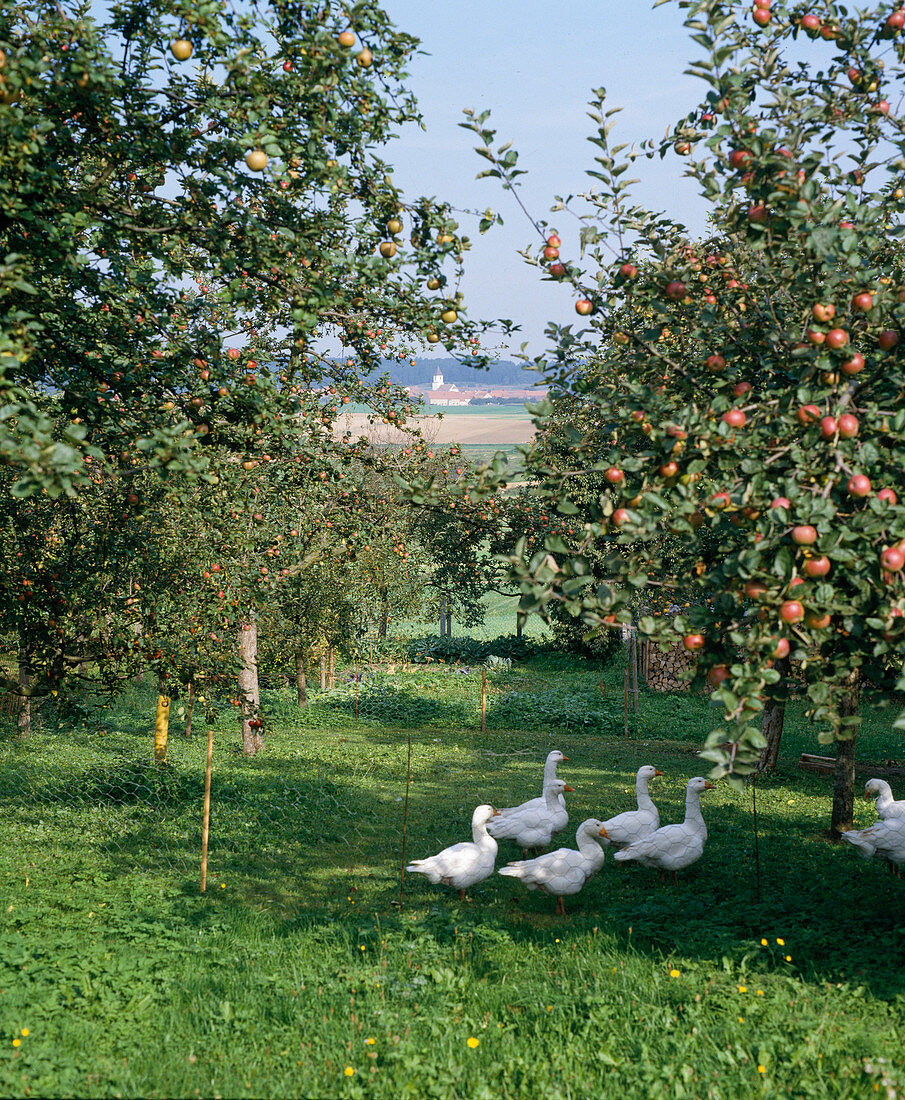 Gänse im Garten