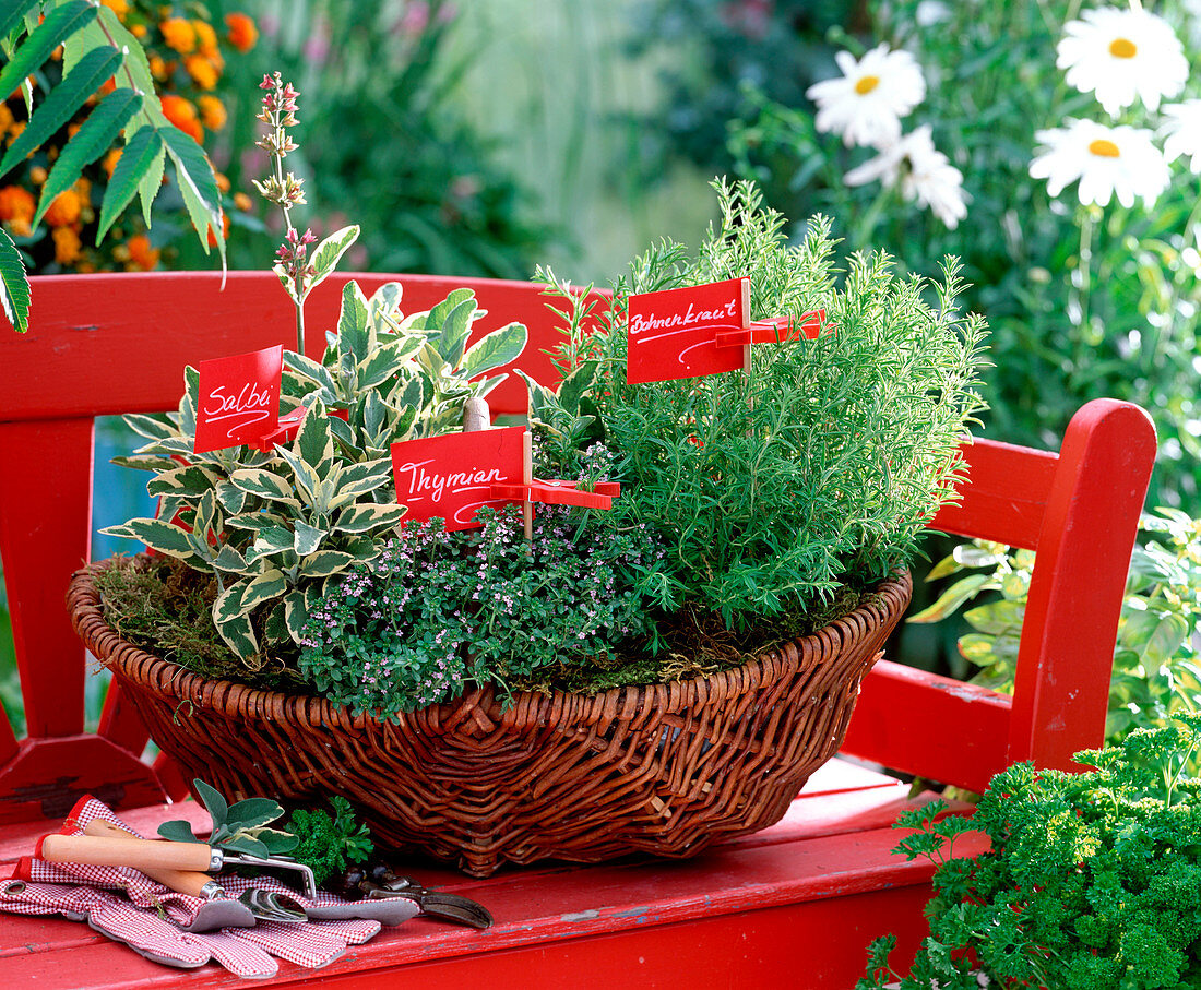 Planting herbs in the basket