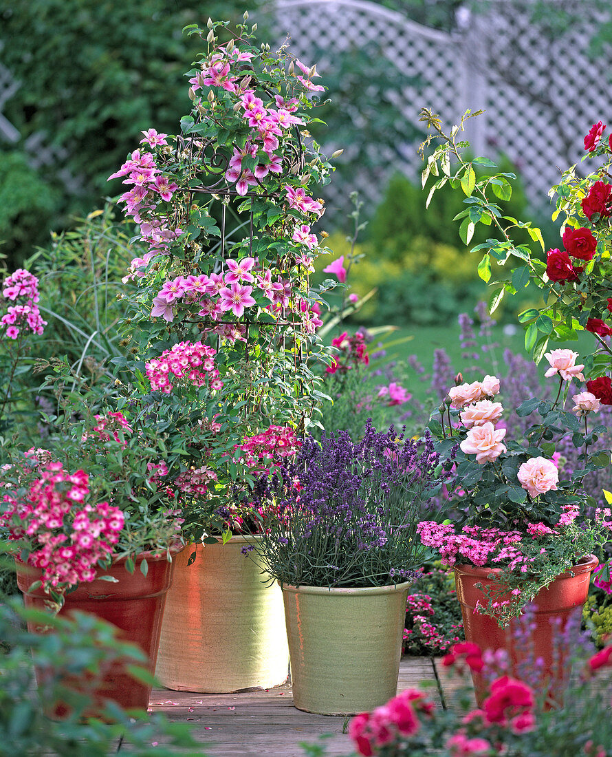 Planting clematis in a green pot (6/6)