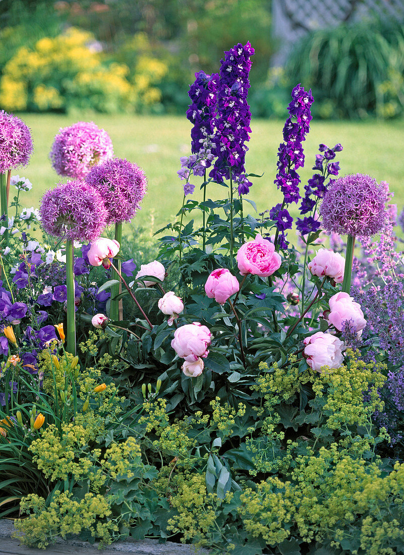 Allium 'Globemaster' (Kugellauch)