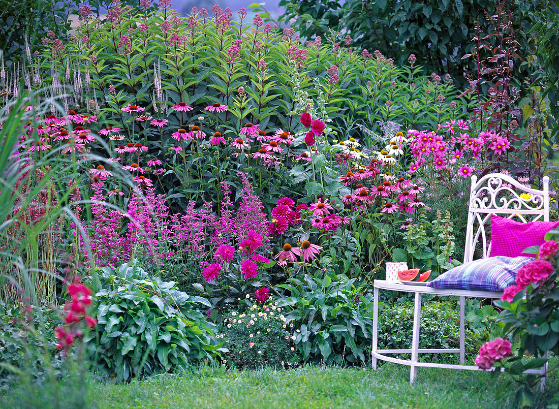 Echinacea (red and white coneflower)