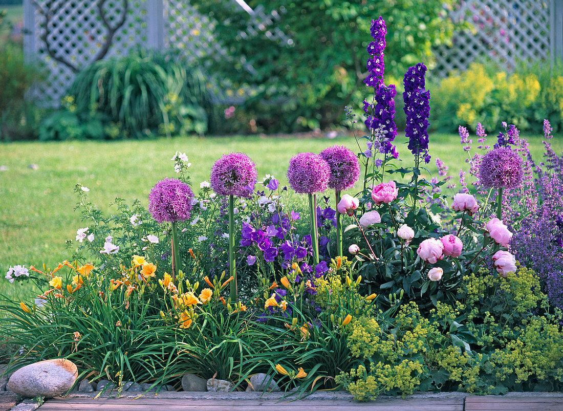 Allium 'Globemaster' (globe leek)