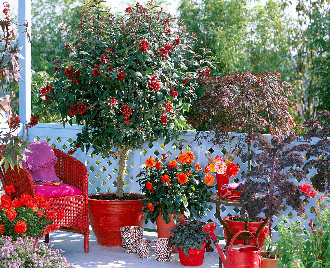 Cestrum (hammer bush), Acer palmatum 'Dissectum Garnet'