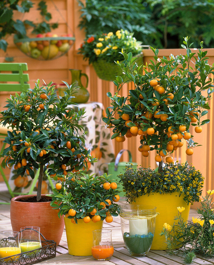 Citrofortunella microcarpa (Calamondinorange), Citrus fortunella (Kumquat)