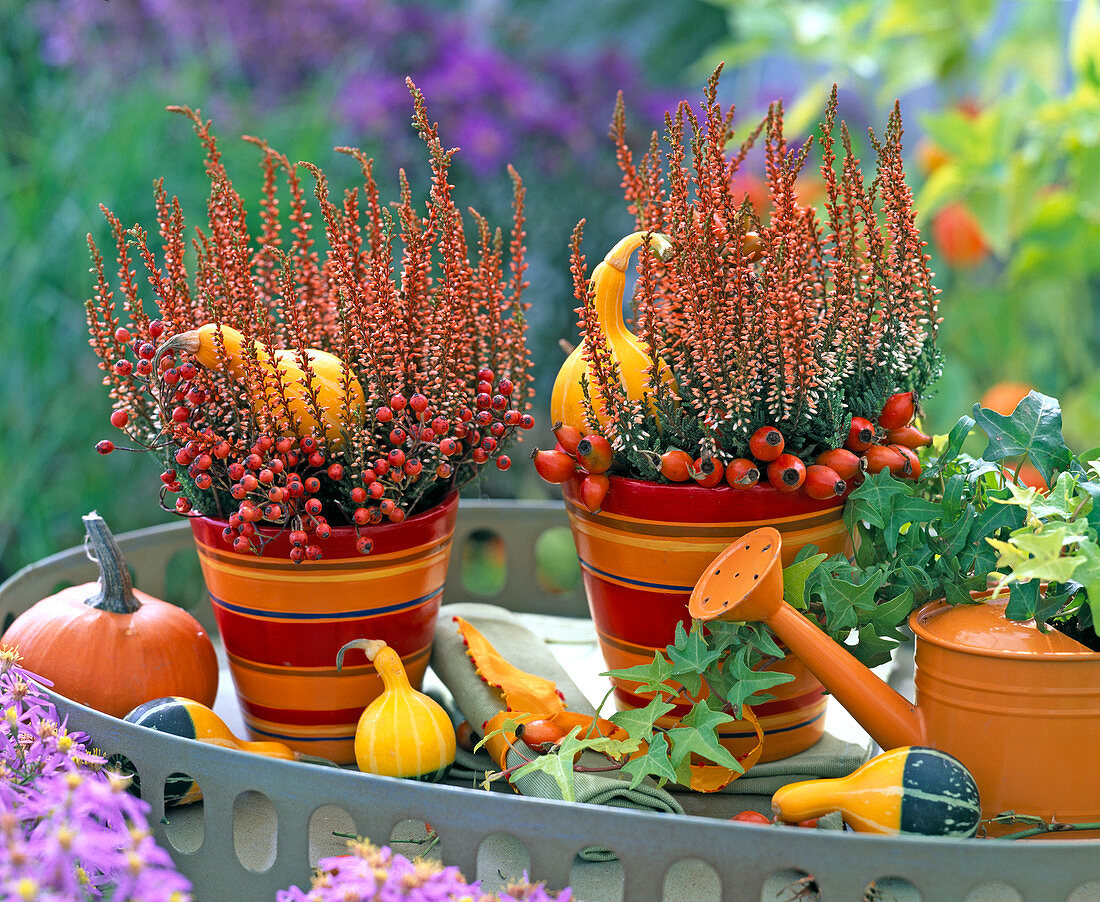 Calluna Beauty Ladies (knospenblühende Heide) orange gefärbt