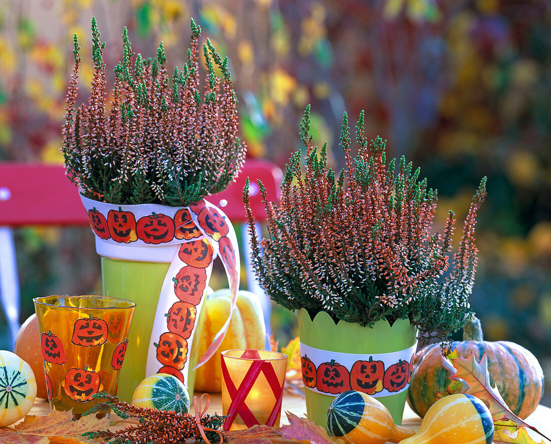 Calluna Beauty Ladies (knospenblühende Heide) orange gefärbt, Cucurbita