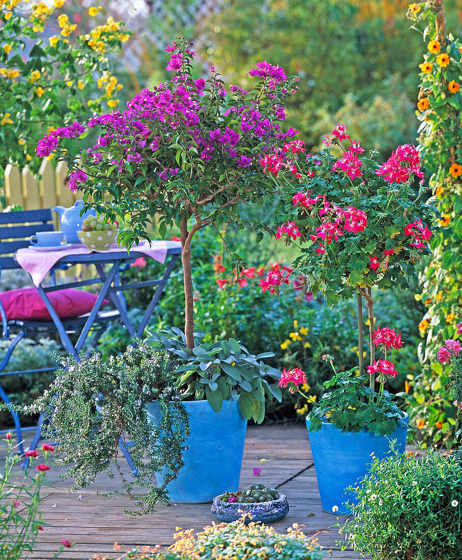 Bougainvillea, Pelargonium (Stellar-Geranie), Rosmarinus