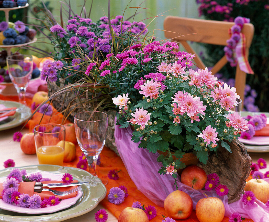 Chrysanthemum (Chrysantheme), Aster novi-belgii (Glattblattaster), Panicum