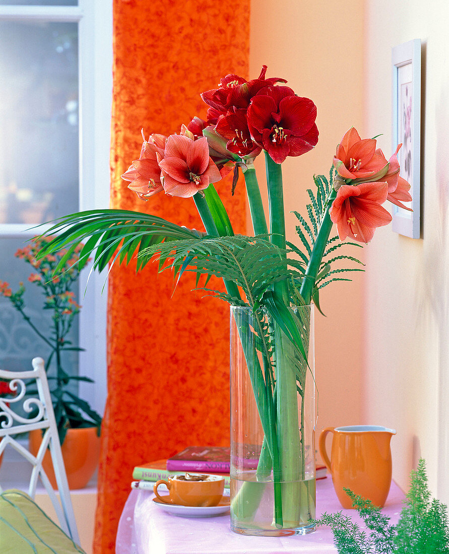 Hippeastrum (Amaryllis) in rot und apricot, Blechnum (Rippenfarn)