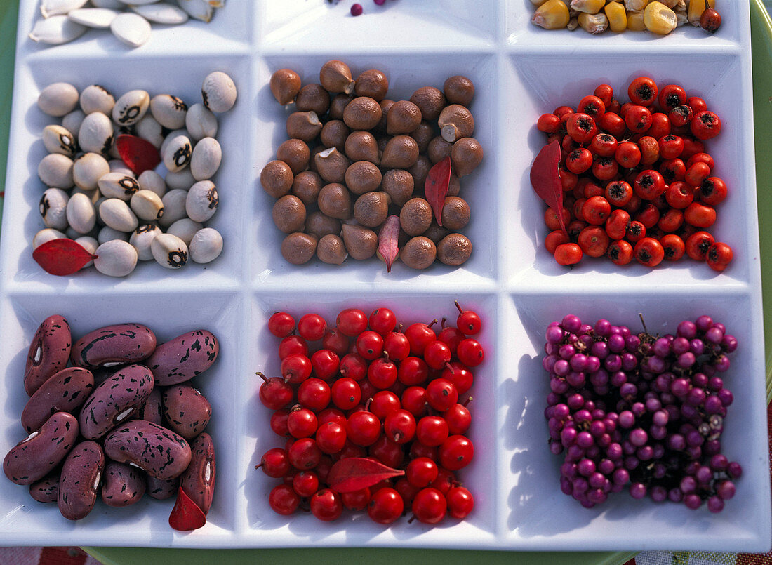 Samen und Früchte von Phaseolus (Bohne), Ilex (Rote Winterbeere), Callicarpa