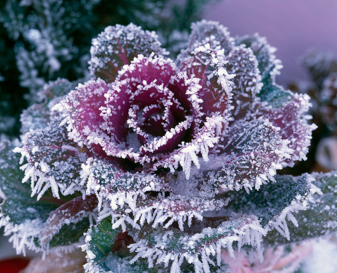 Brassica (ornamental cabbage head) in hoarfrost