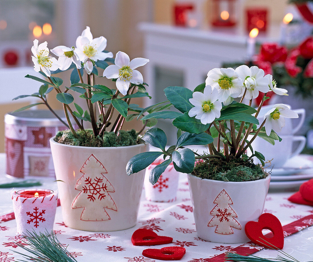 Helleborus niger (Christmas roses) in white pots with a Nordic motif