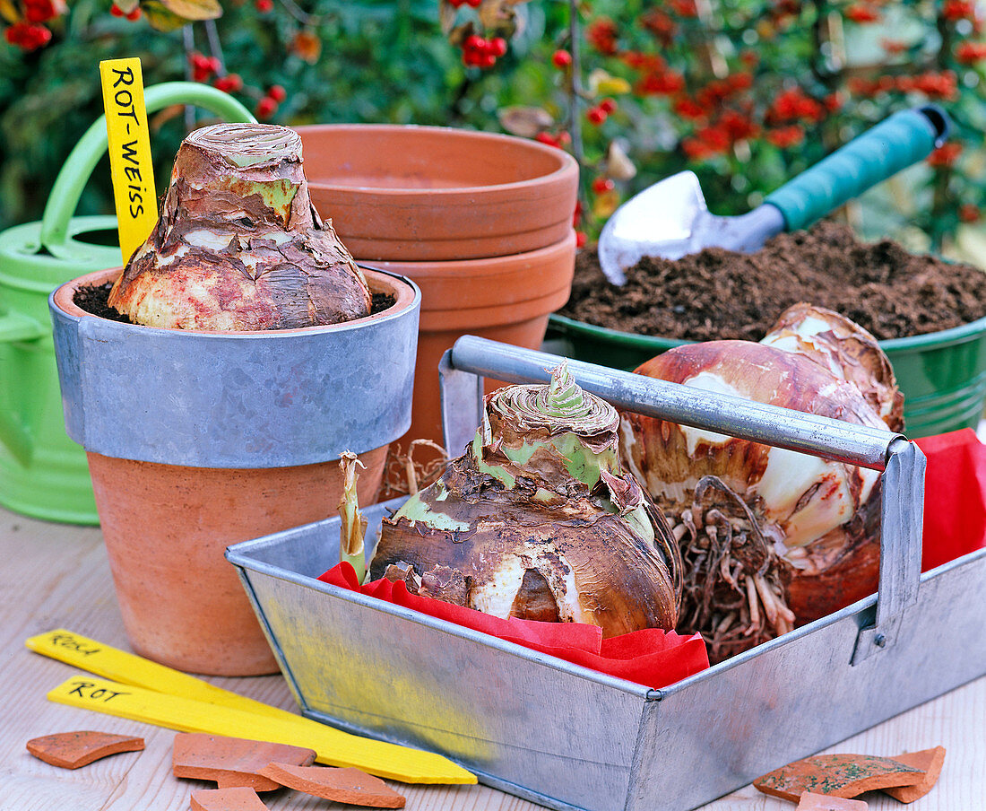 Hippeastrum (Amaryllis) onions in tin tray and pot