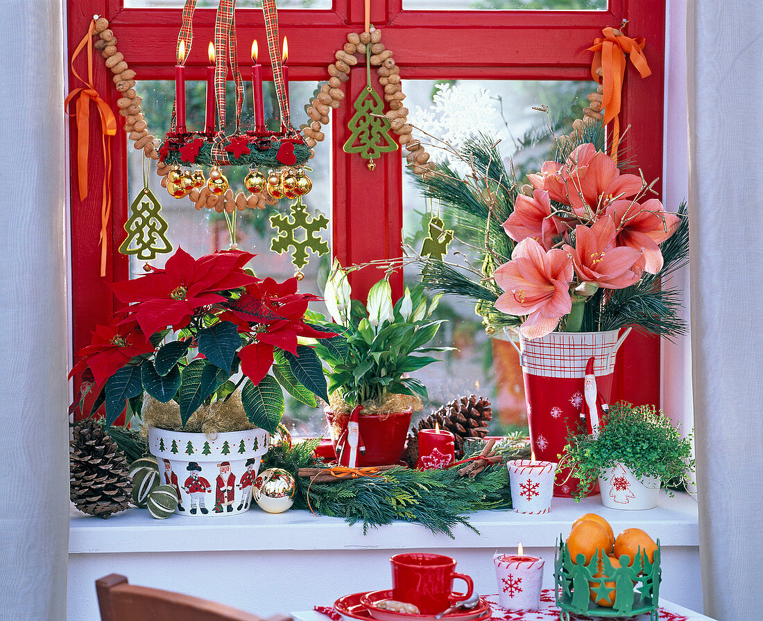 Christmas decorated window with Euphorbia (poinsettia)