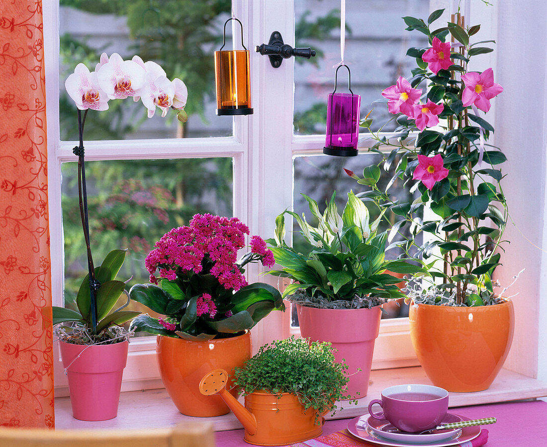 Window with flowering plants in orange and pink pots