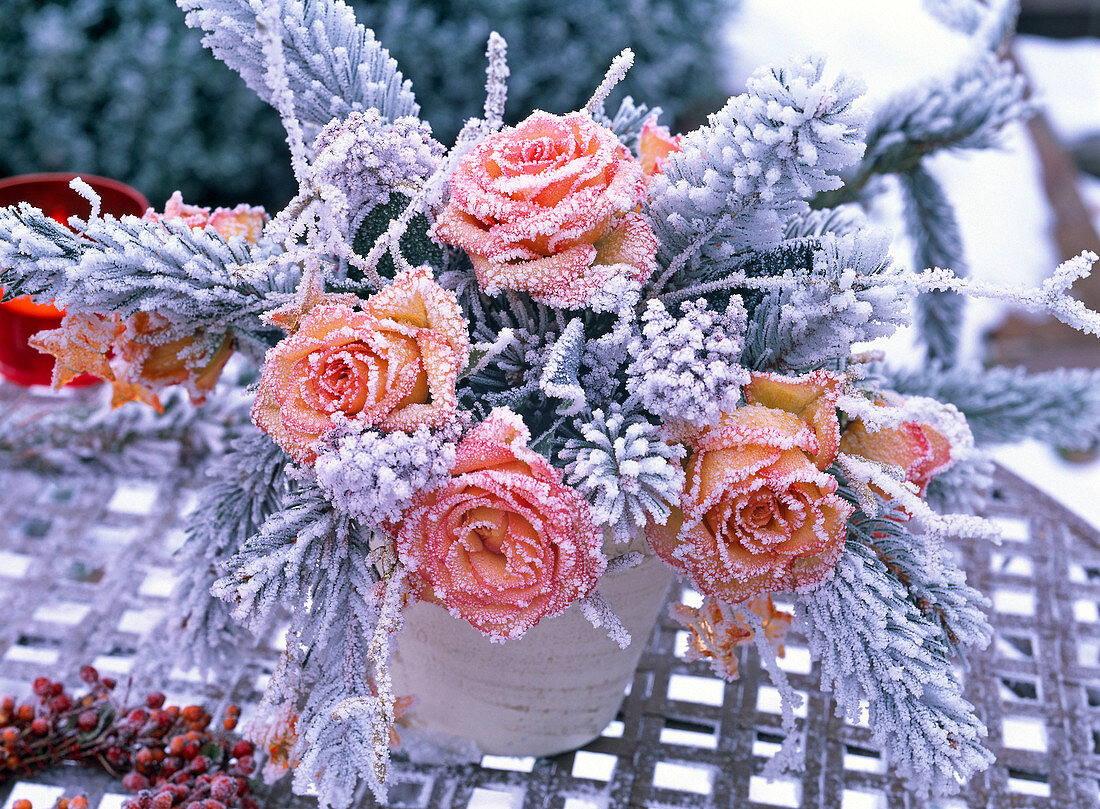 Rosebouquet in hoarfrost