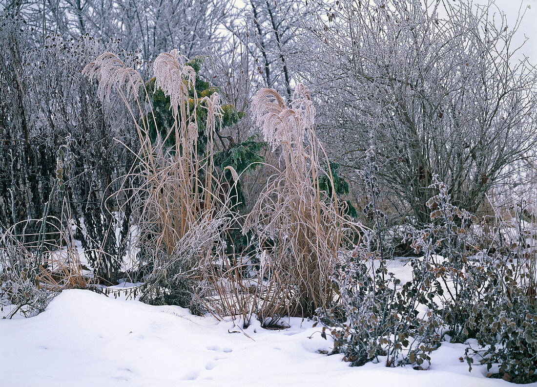 Winter garden with Miscanthus (Chinese reed) and Rosa (roses)