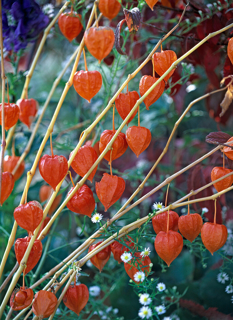 Physalis franchettii (Lampion flower), Aconitum carmichaelii