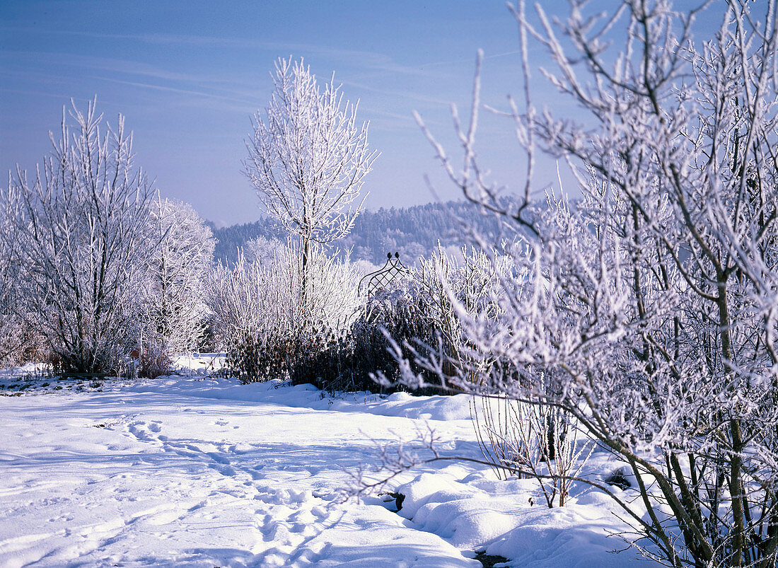 Garden landscape with snow and hoarfrost