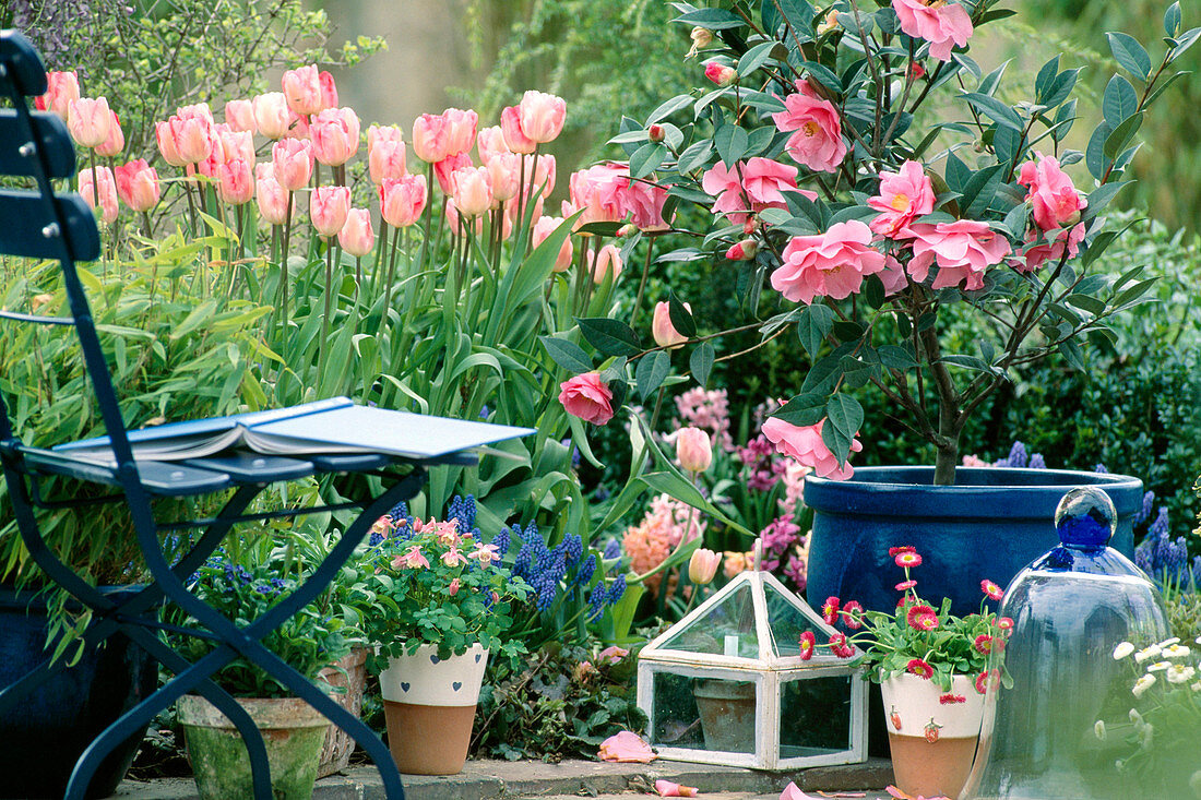 Sitzplatz am Beet mit Tulpen und Kamelie