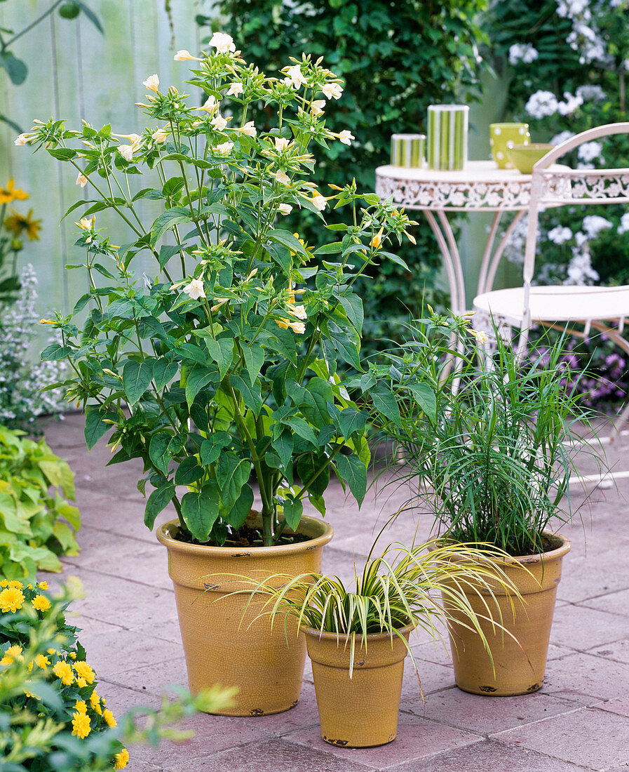 Miracle flower in yellow pot: 3/3