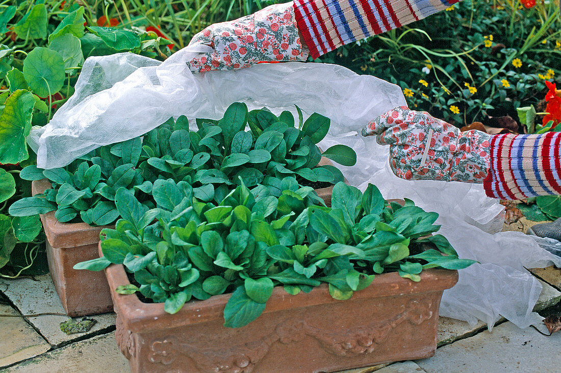Protection against early frost: cover boxes with Bellis (daisy) with fleece