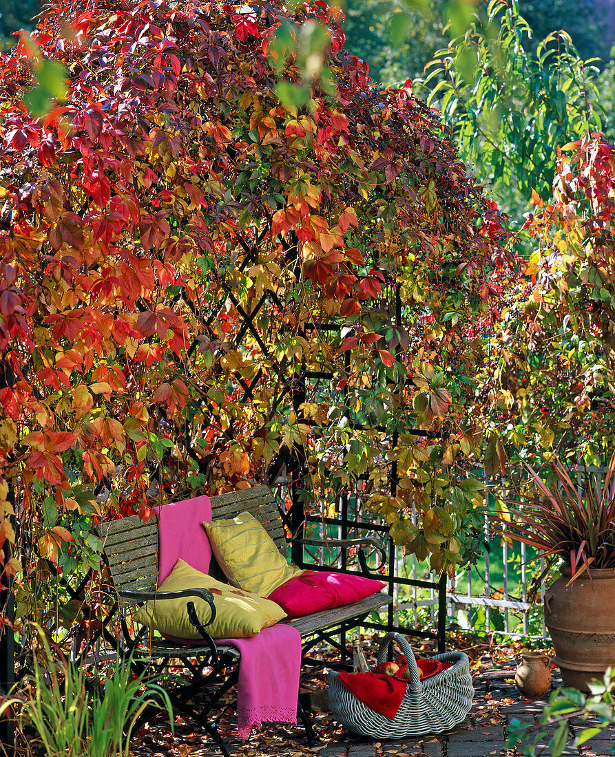 Arbor with Parthenocissus quinquefolia 'Engelmannii', wooden bench