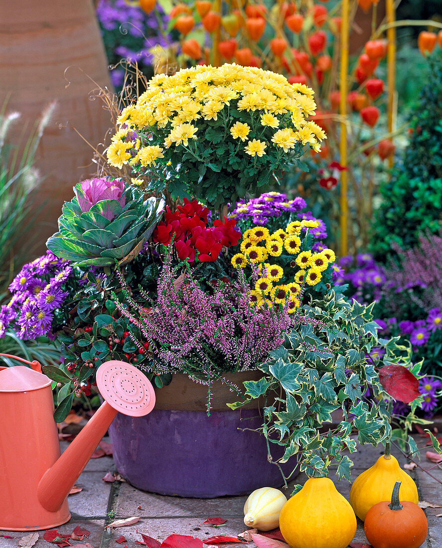 Chrysanthemum (Chrysanthemen), Aster 'Sapphire' (Kissenaster), Calluna