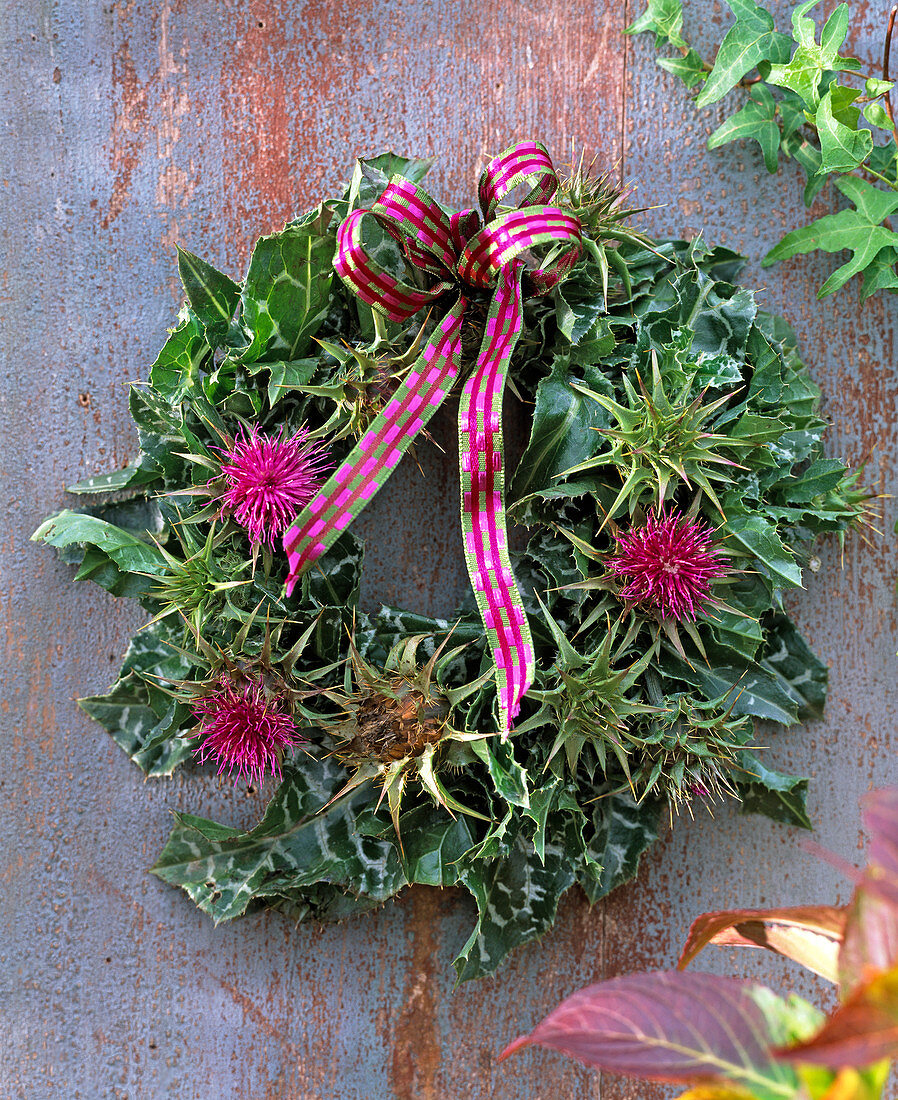 Wreath of Silybum marianum (milk thistle)