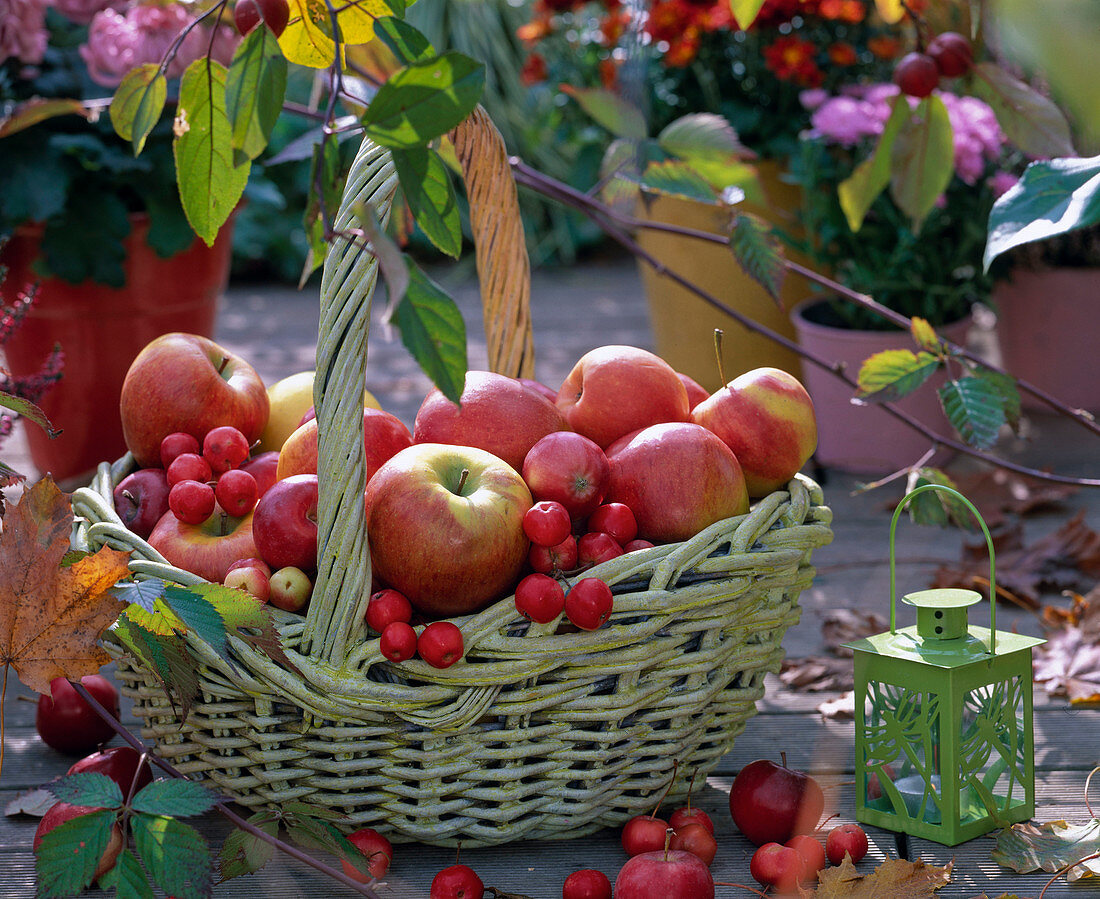 Green wicker basket with handle, filled with malus (apples, ornamental apples)