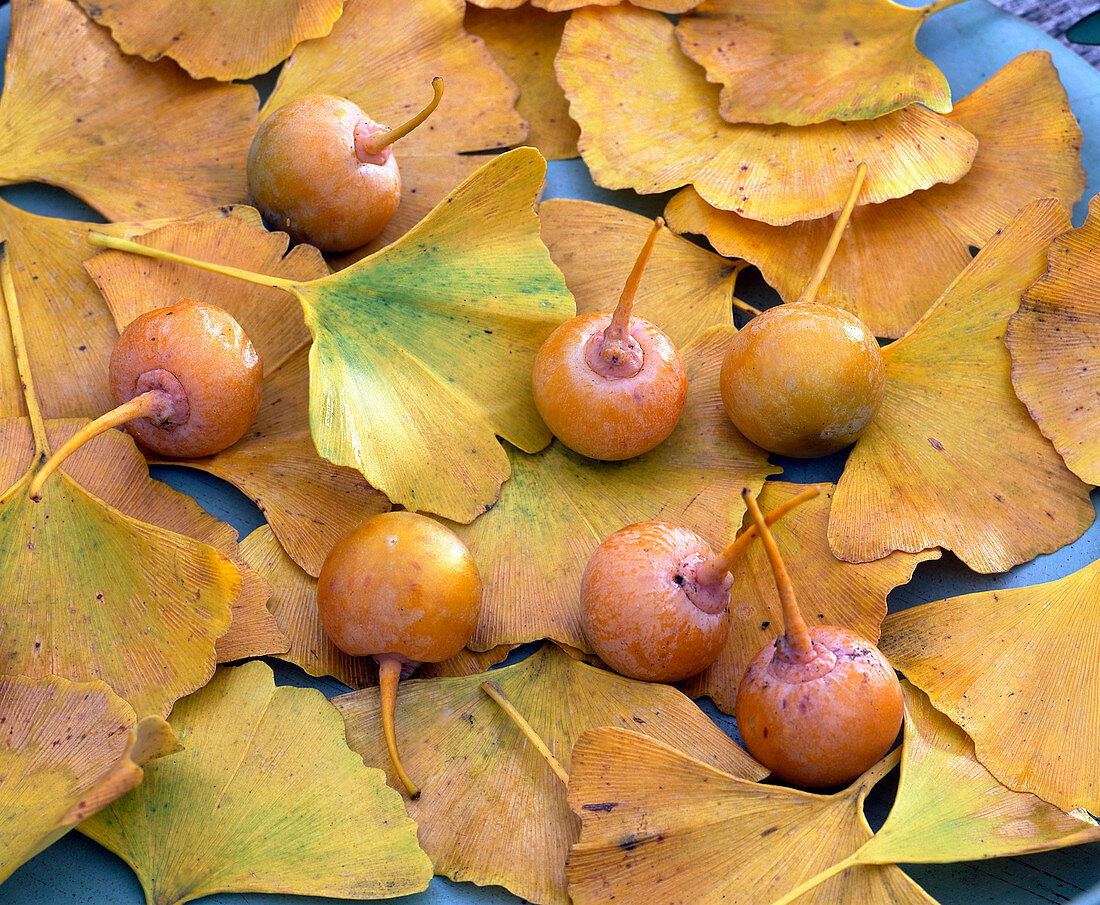 Ginkgo biloba (ginkgo leaves and fruits)
